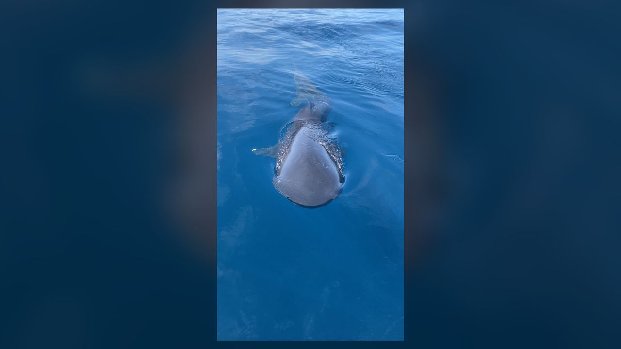 megamouth sharks