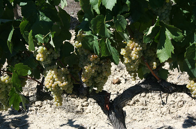 Xarel lo Raventos i Blanc grapes