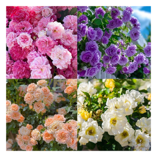 A split-screen of pink, purple, orange and yellow climbing roses