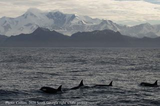 Large numbers fo whales, seals and penguins feed off the coast of South Georgia.