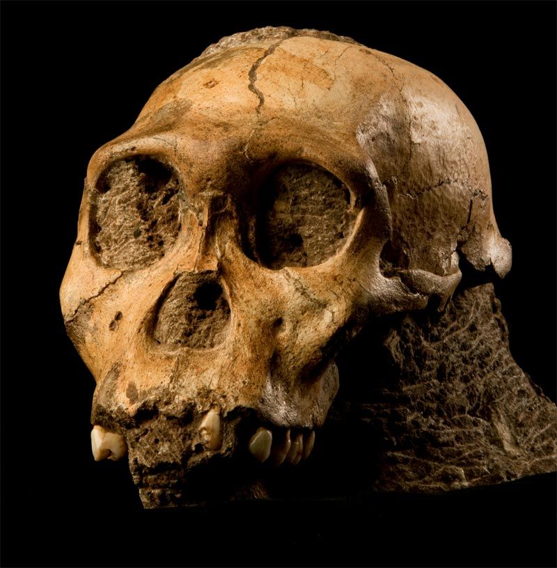 skull of a male juvenile Australopithecus sediba.