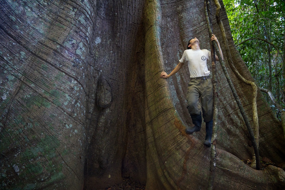 Huge tropical tree