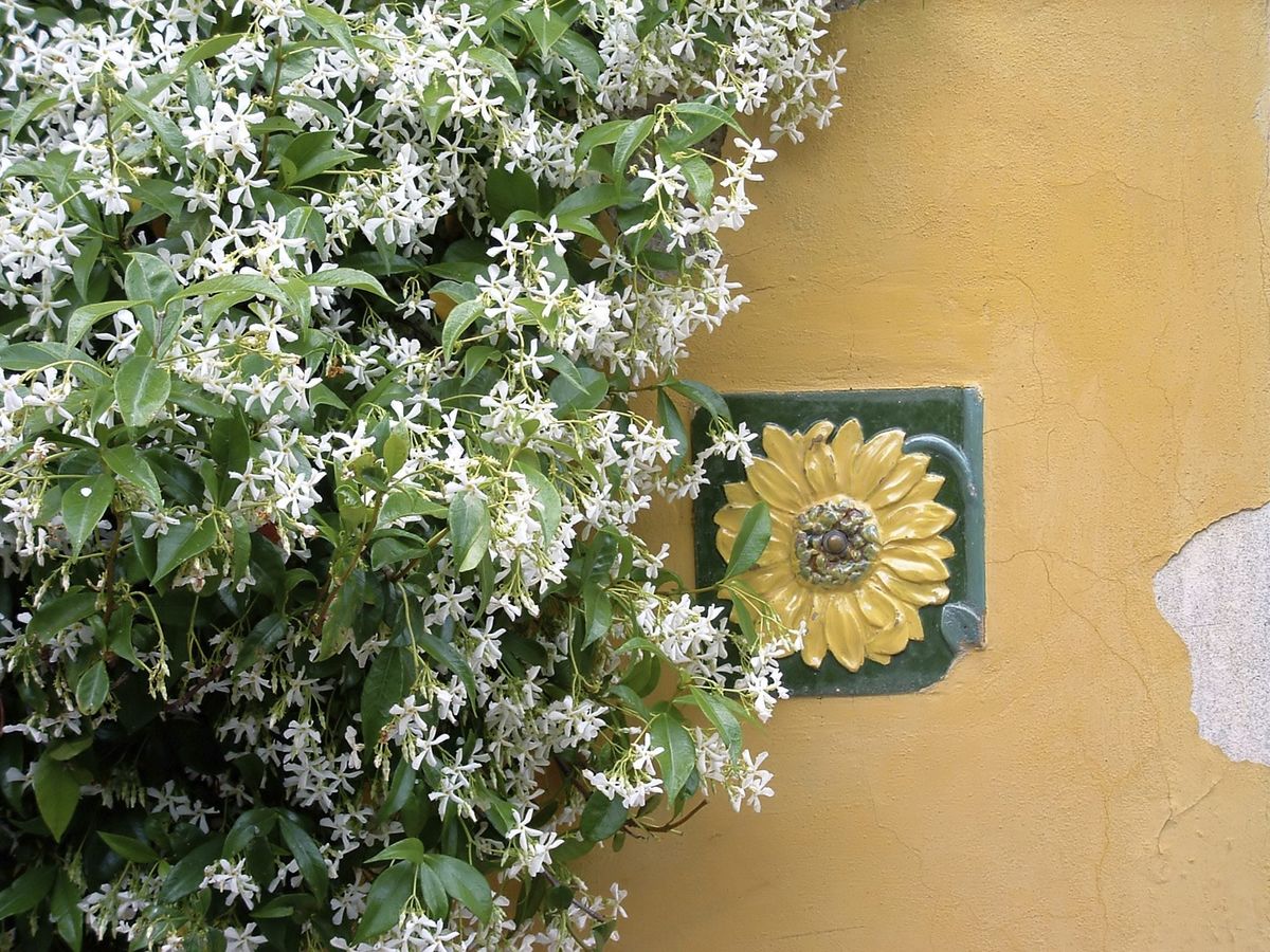 珍しい花を咲かせるつる植物を育てるコツ