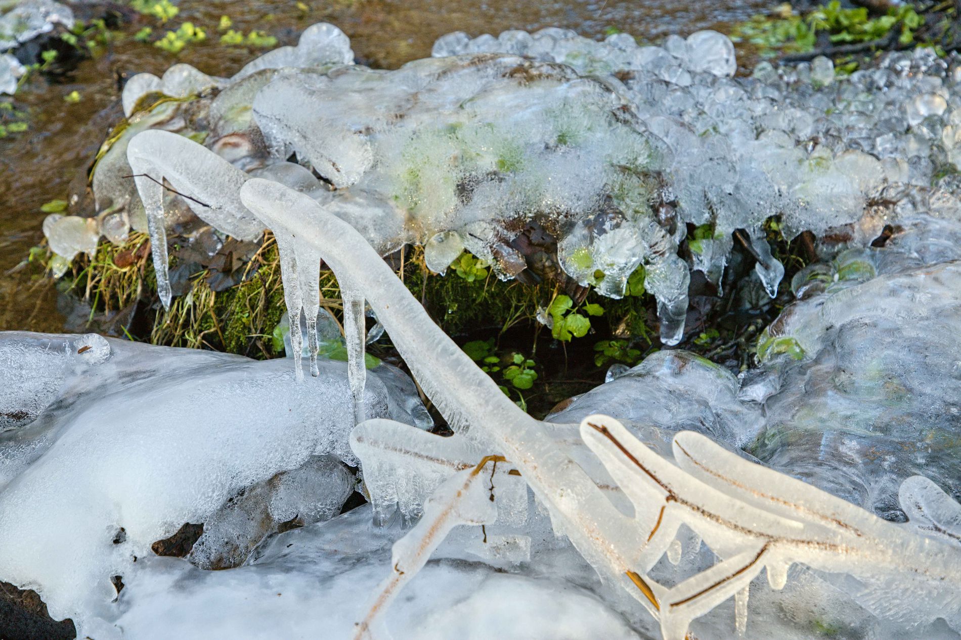 GuruShots - February 2026