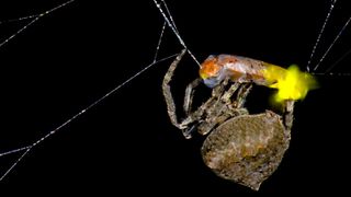 Spider (Araneus ventricosus) wrapping male firefly (Abscondita terminalis), exhibiting visible flashing from its lanterns.