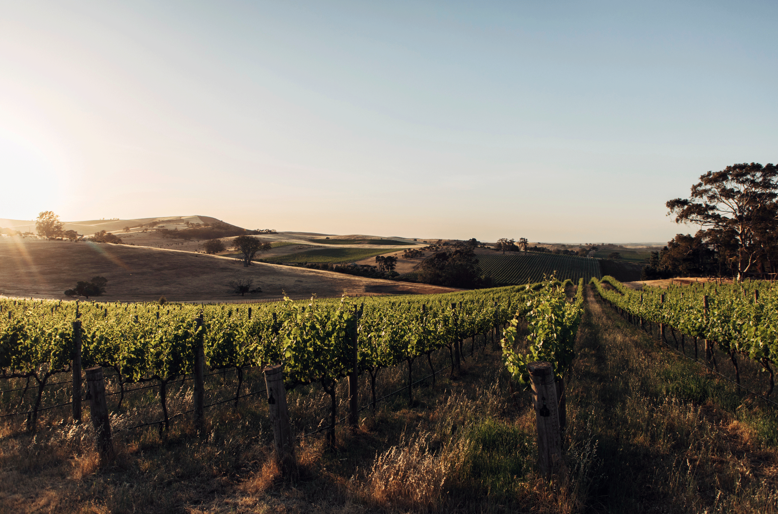 Riesling vineyard, Mount Horrocks, Clare Valley, South Australia