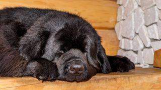 Sleeping newfoundland dog