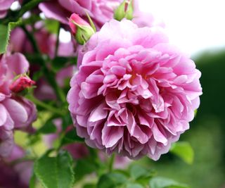 soft pink peony flower