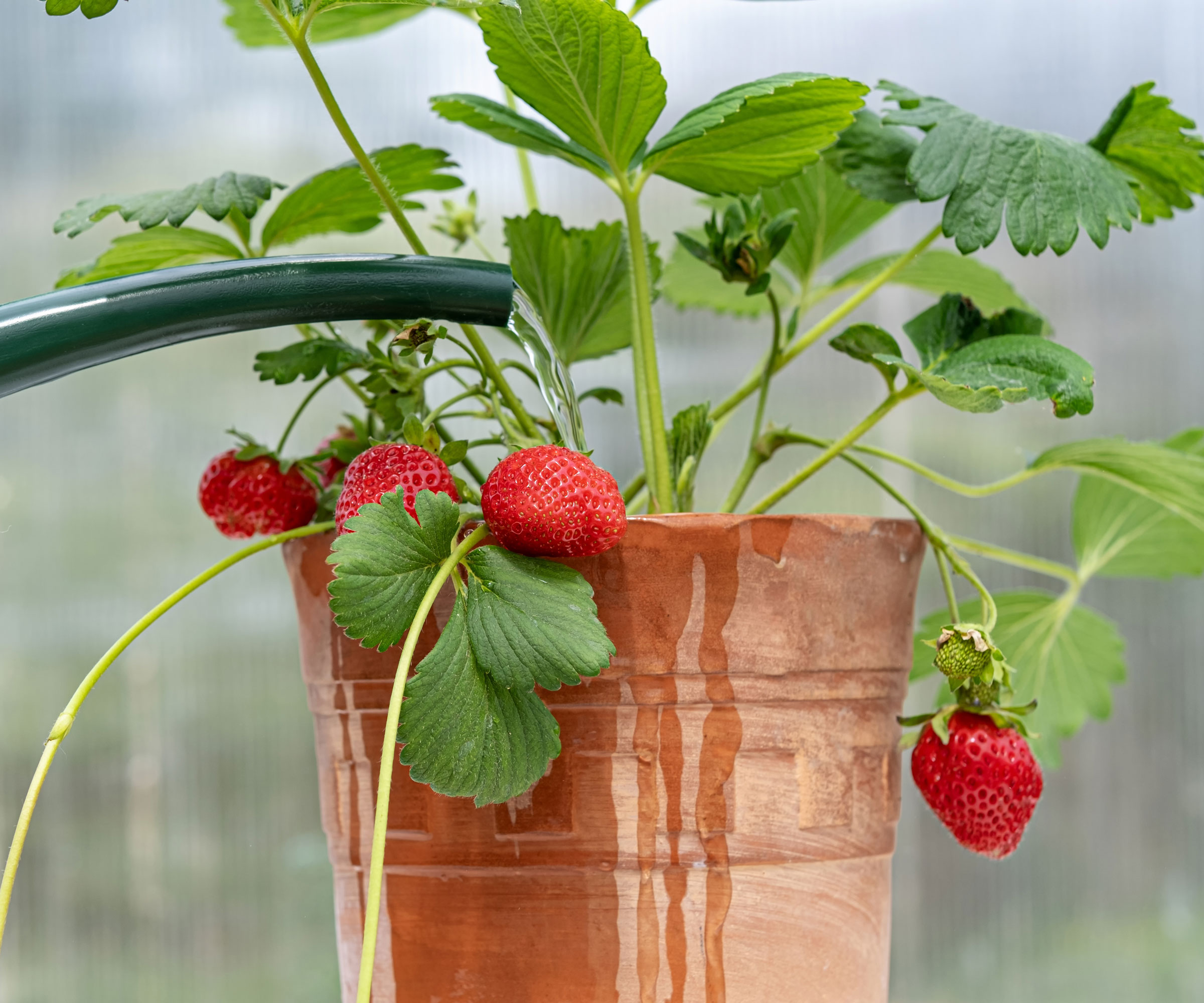 watering strawberry plant in pot