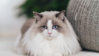 ragdoll cat