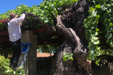 Tending the Ramona vine.
