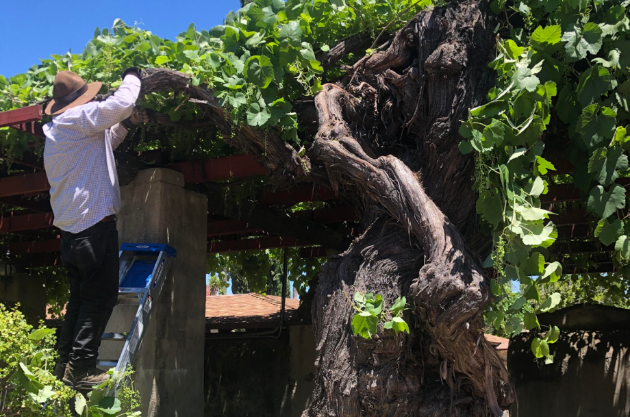Tending the Ramona vine.