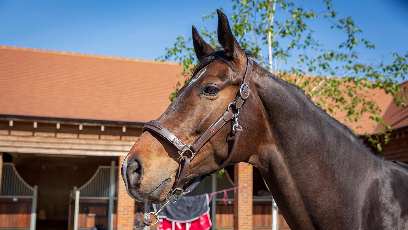 John Whitaker Chicago perforated leather headcollar review