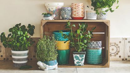 Herb plants in patterned plant pots on a tiled worktop