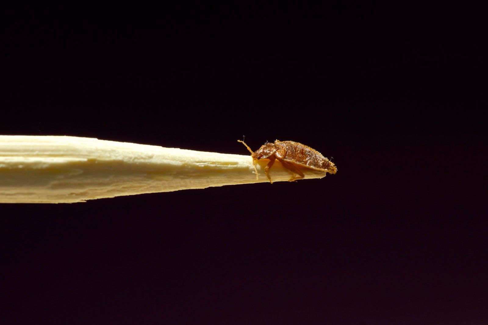 Bed Bug Control What To Do About Bed Bugs In And Around The Home