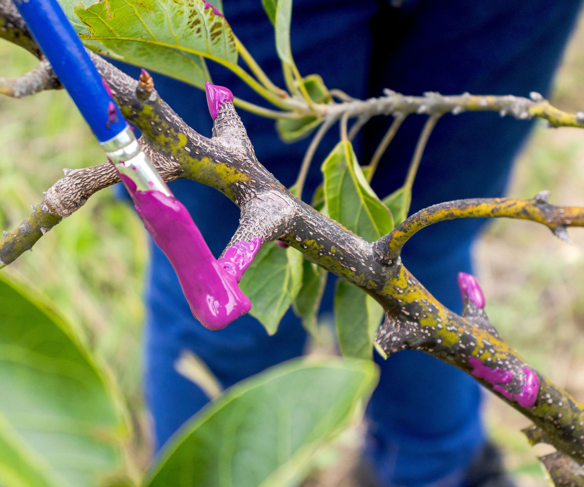 paintbrush dabbing purple sealing paint on branch of tree