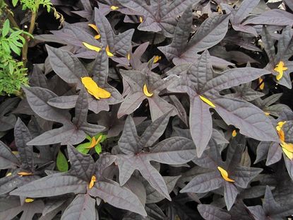 Black Leaved Ornamental Sweet Potato Plant