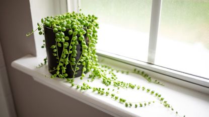 A string of pearls plant on a window sill