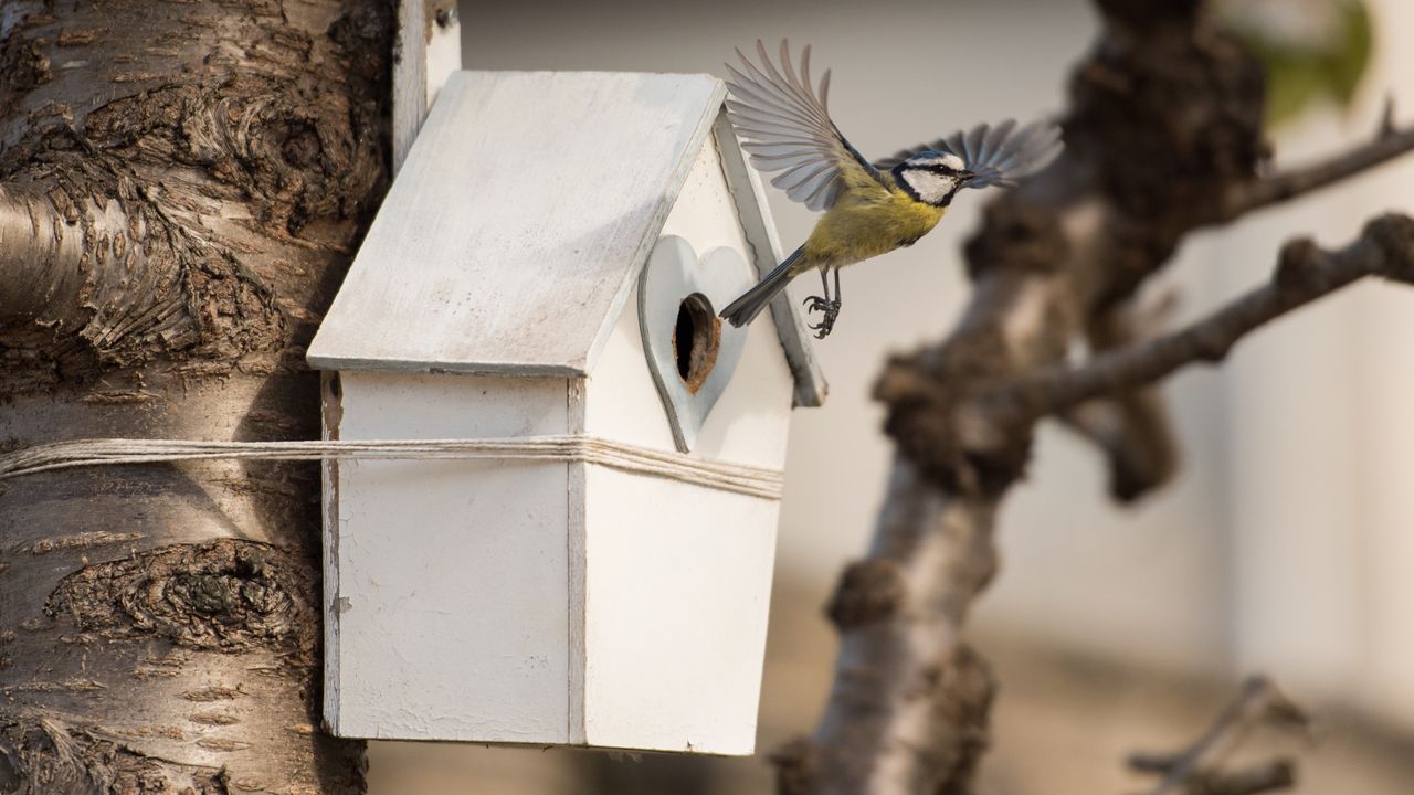 Nest box