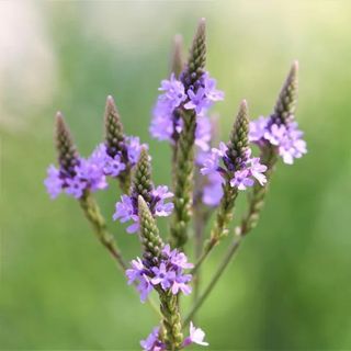 Blue vervain, verbena, with purple flowers and green backdrop