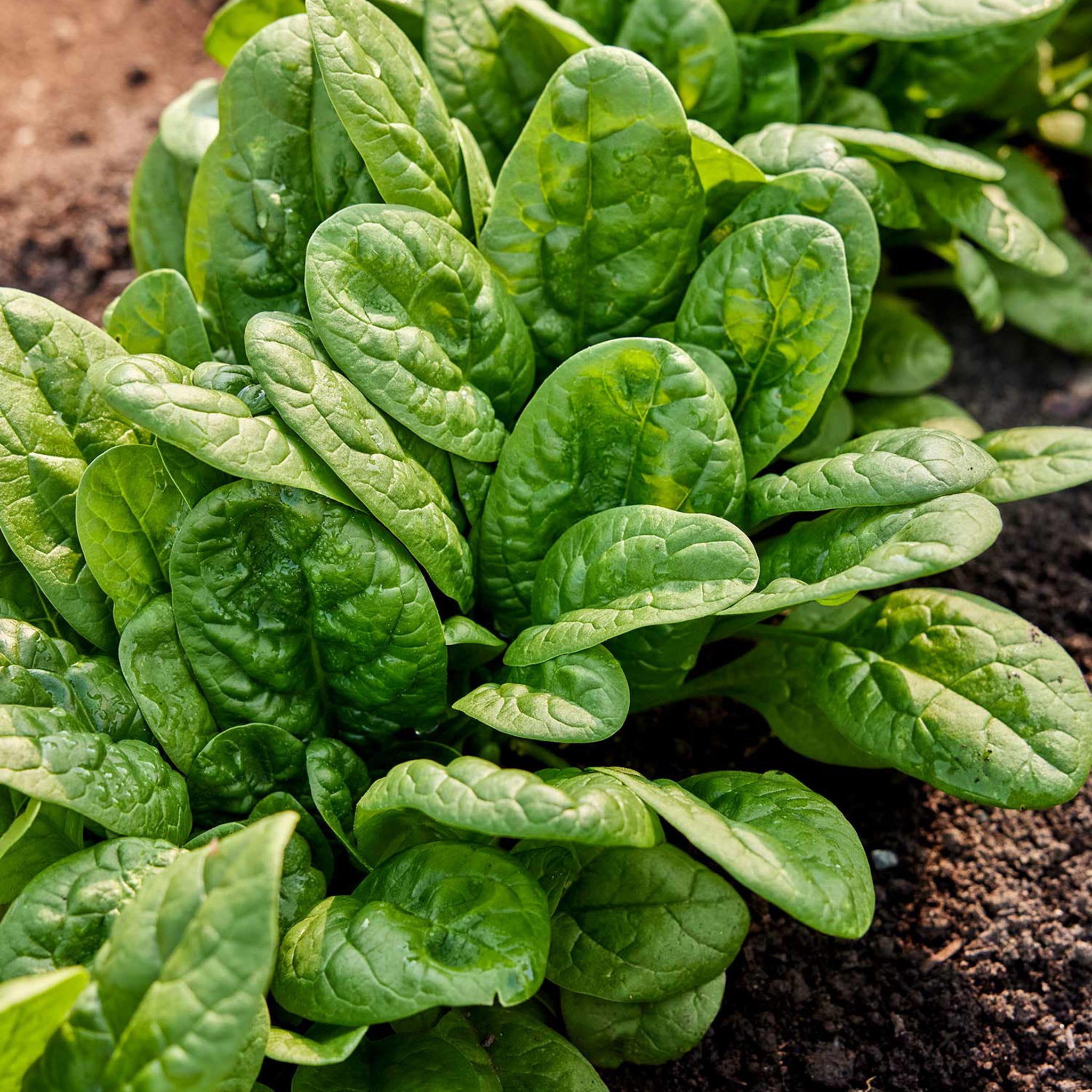Bloomsdale Long Standing Spinach Seeds