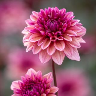 Dahlia 'Molly Raven'