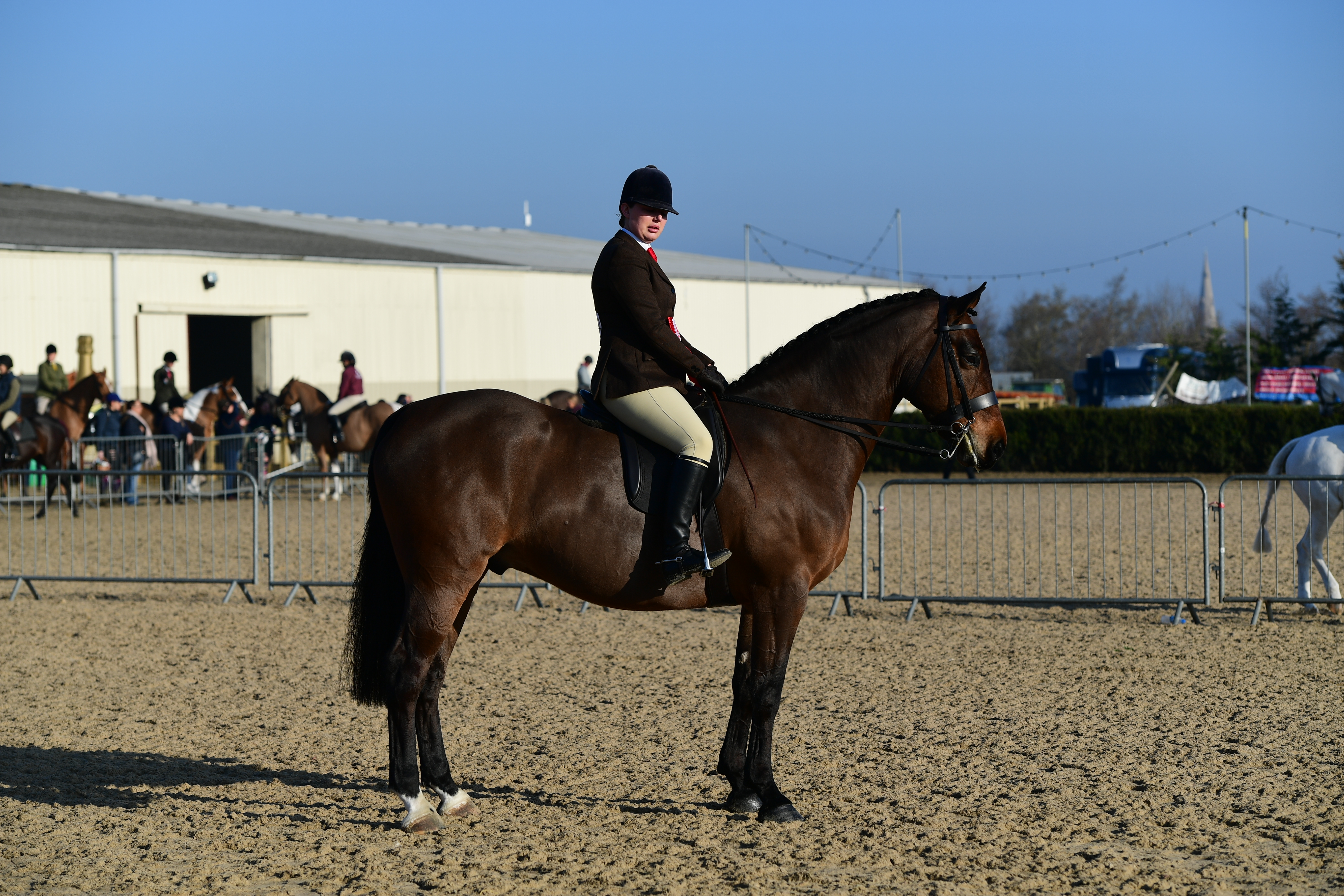 HorseNo118_Showing_PN19_2763_272075911_465343851
