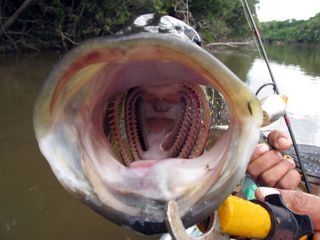 A Tucunaré fish caught during an expedition in the Amazon.