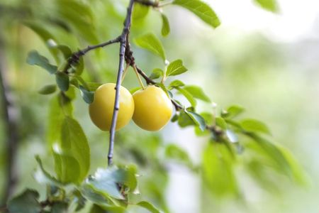 Golden Sphere Cherry Plums On Tree