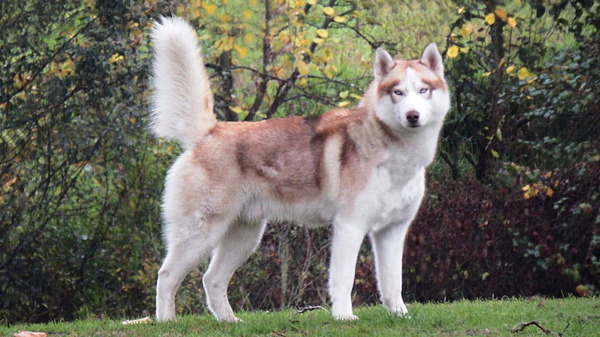 Akita standing side on in park