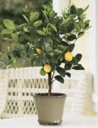 3 - 4 year old Meyer lemon tree in a pot, Amazon