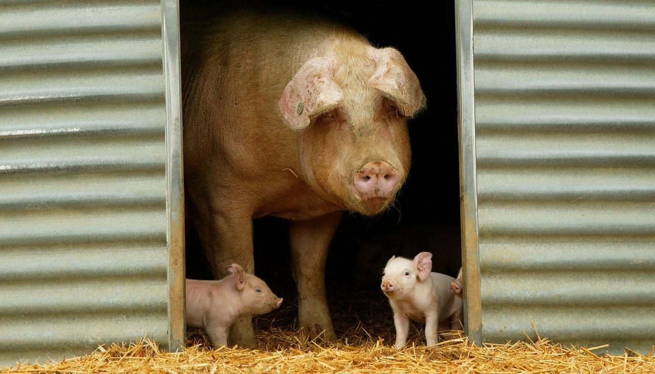 Large White Pig, aka Yorkshire Pig