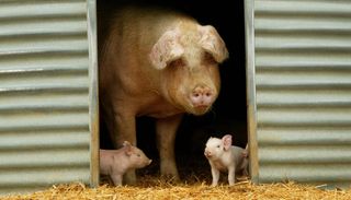 Large White Pig, aka Yorkshire Pig