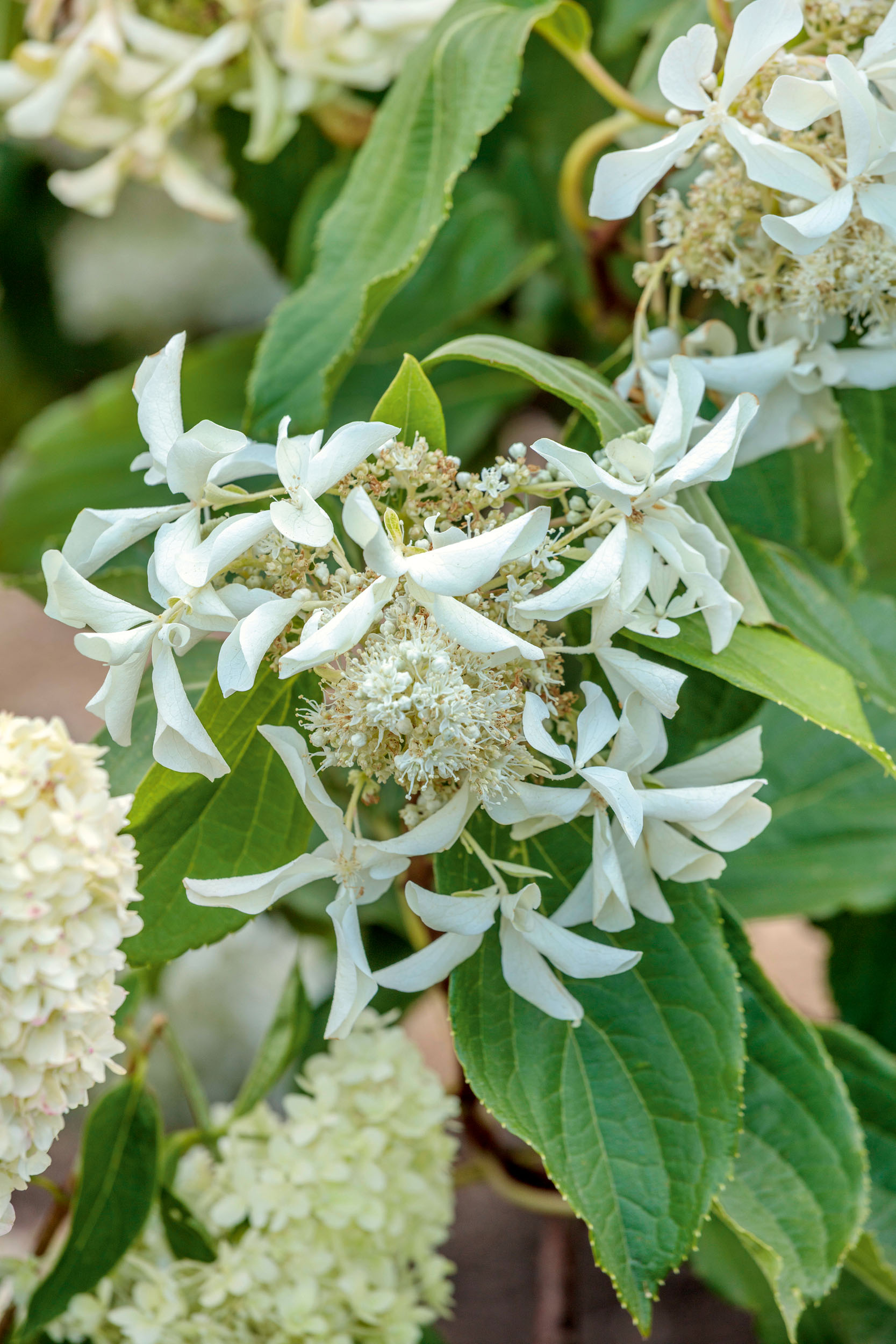Hydrangeas at RHS Bridgewater - Le Vasterival
