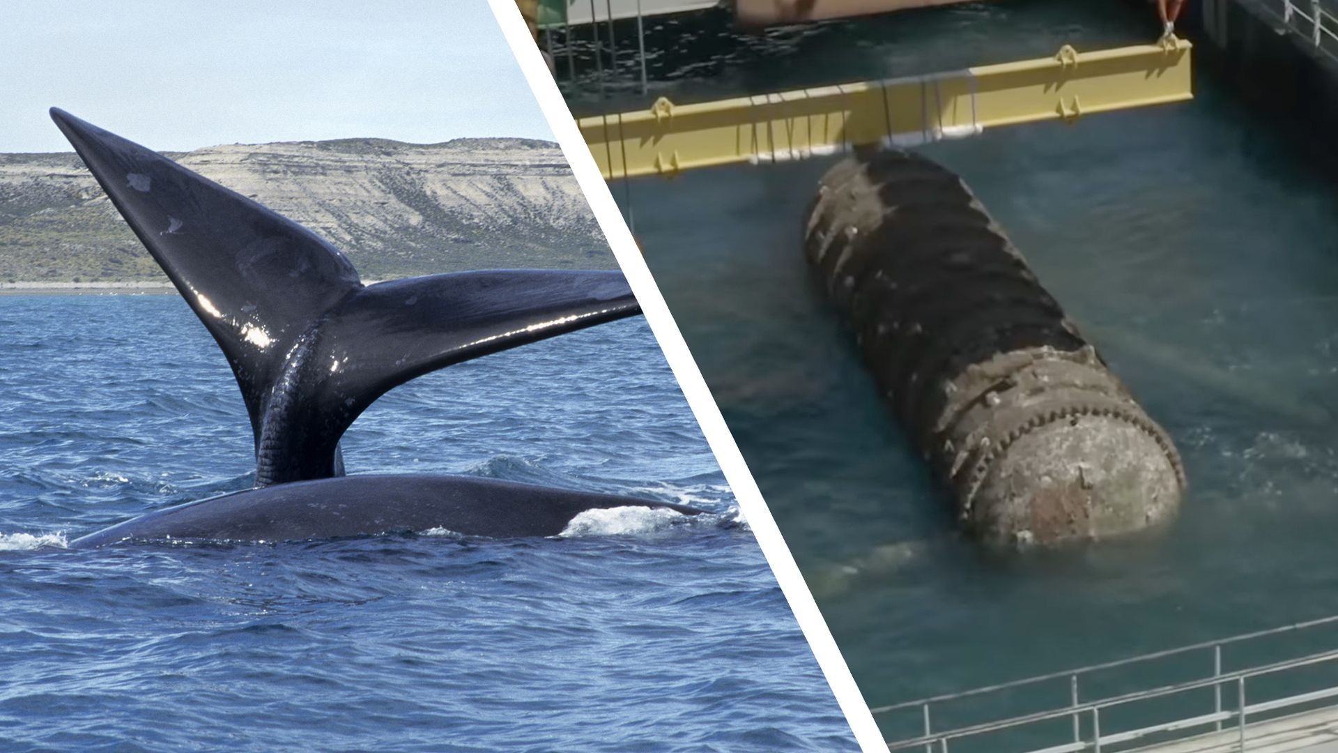 Proposed underwater AI data centers could disrupt endangered whale species