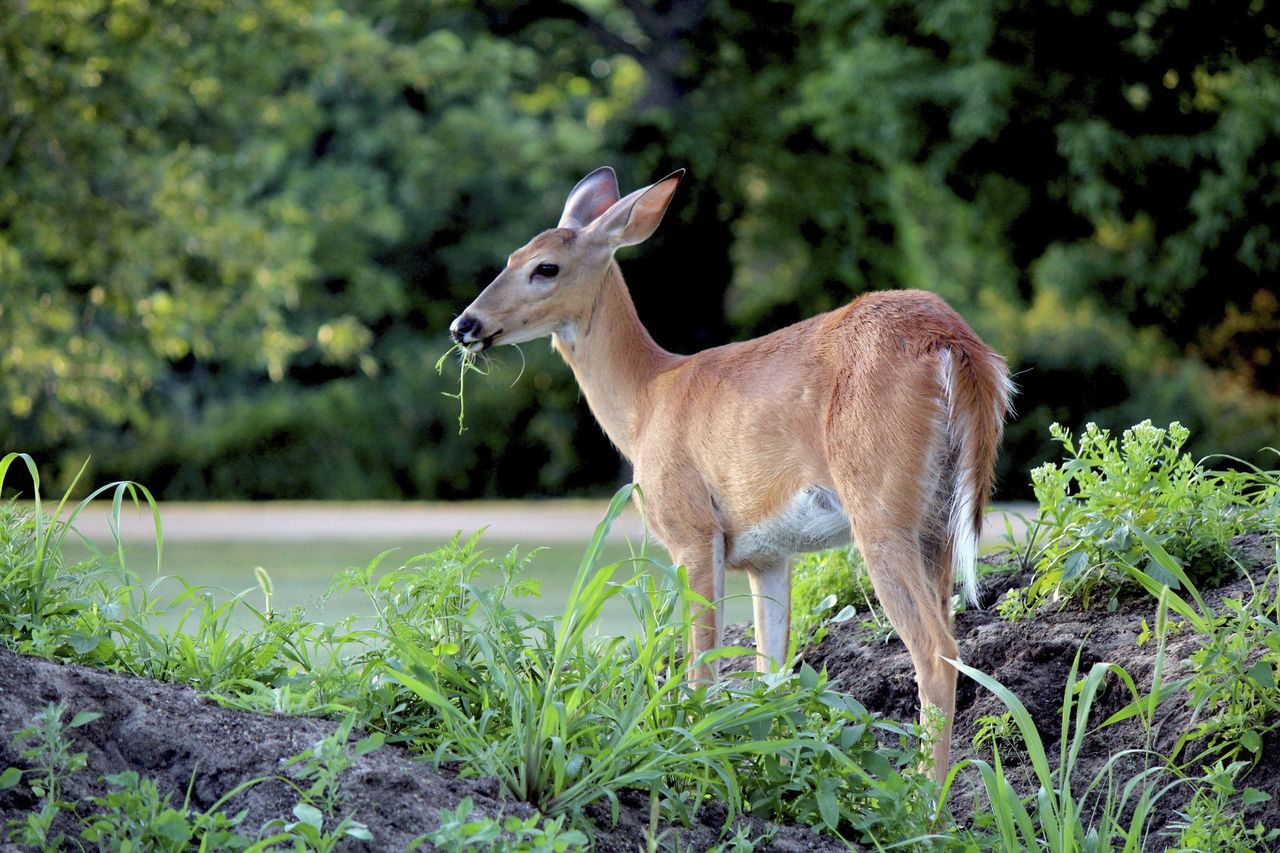 Deer Eating Plants From A Garden