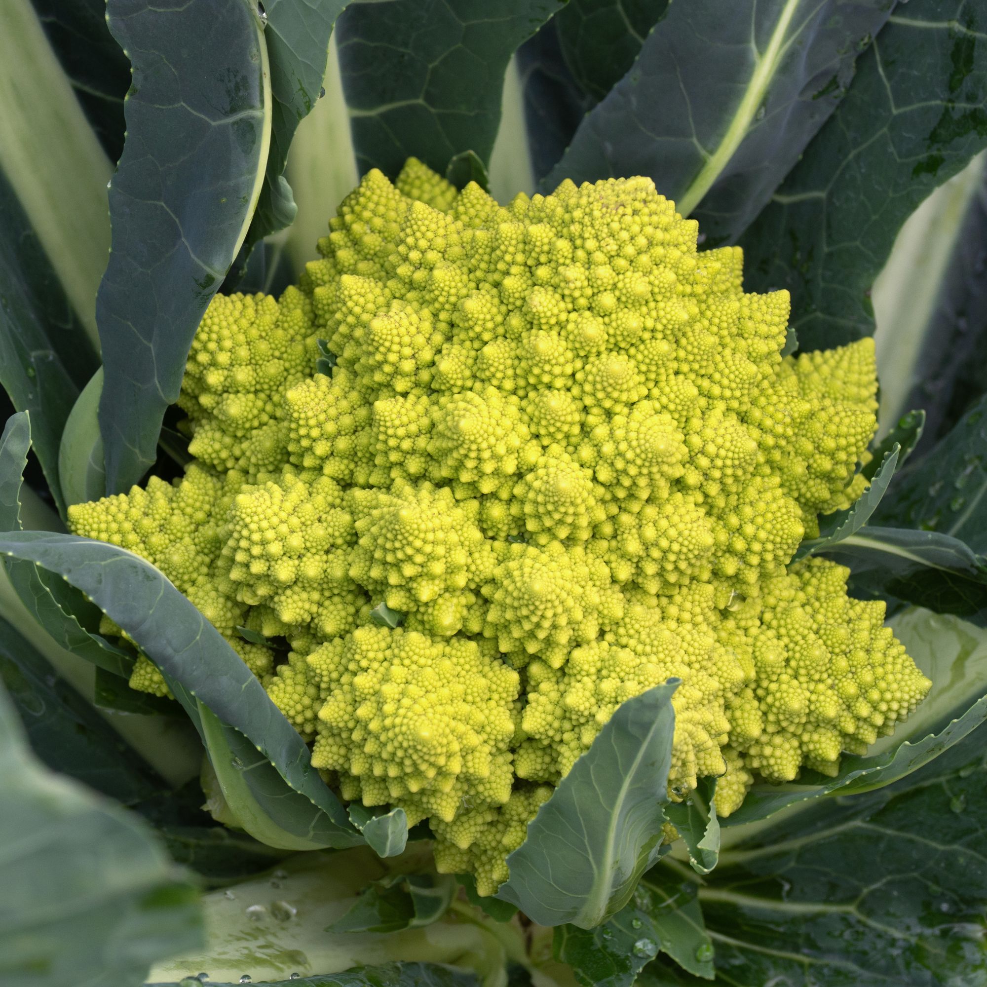 Romanesco cauliflower growing in garden