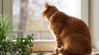 Ginger cat staring out the window