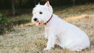 West Highlander White Terrier sitting on grass