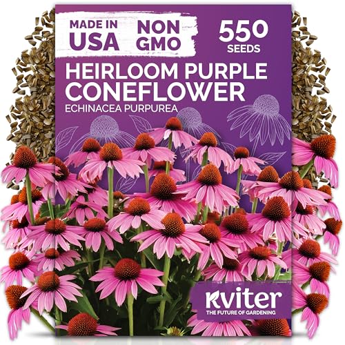 Kviter 550 Purple Coneflower Seeds (echinacea Purpurea) &amp;ndash; Echinacea Herb Flower Seeds for Planting, Medicinal Wild Flower Seed Packets &amp;ndash; Wildflower Pollinator for Home Garden, Containers, Flowers Beds