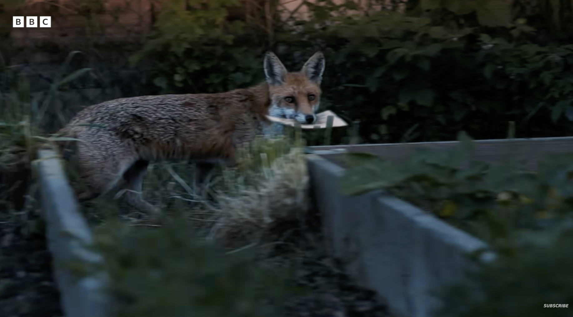A fox carrying a letter