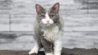 a grey and white selkirk rex cat stares into the camera