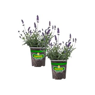 Two plastic pots of lavender