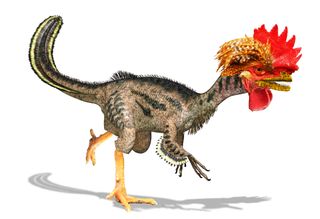 Since birds are the only surviving members of the family tree of the dinosaurs, why can't we flip some switches in the genetic code and return a chicken back to its former glory as a dinosaur?