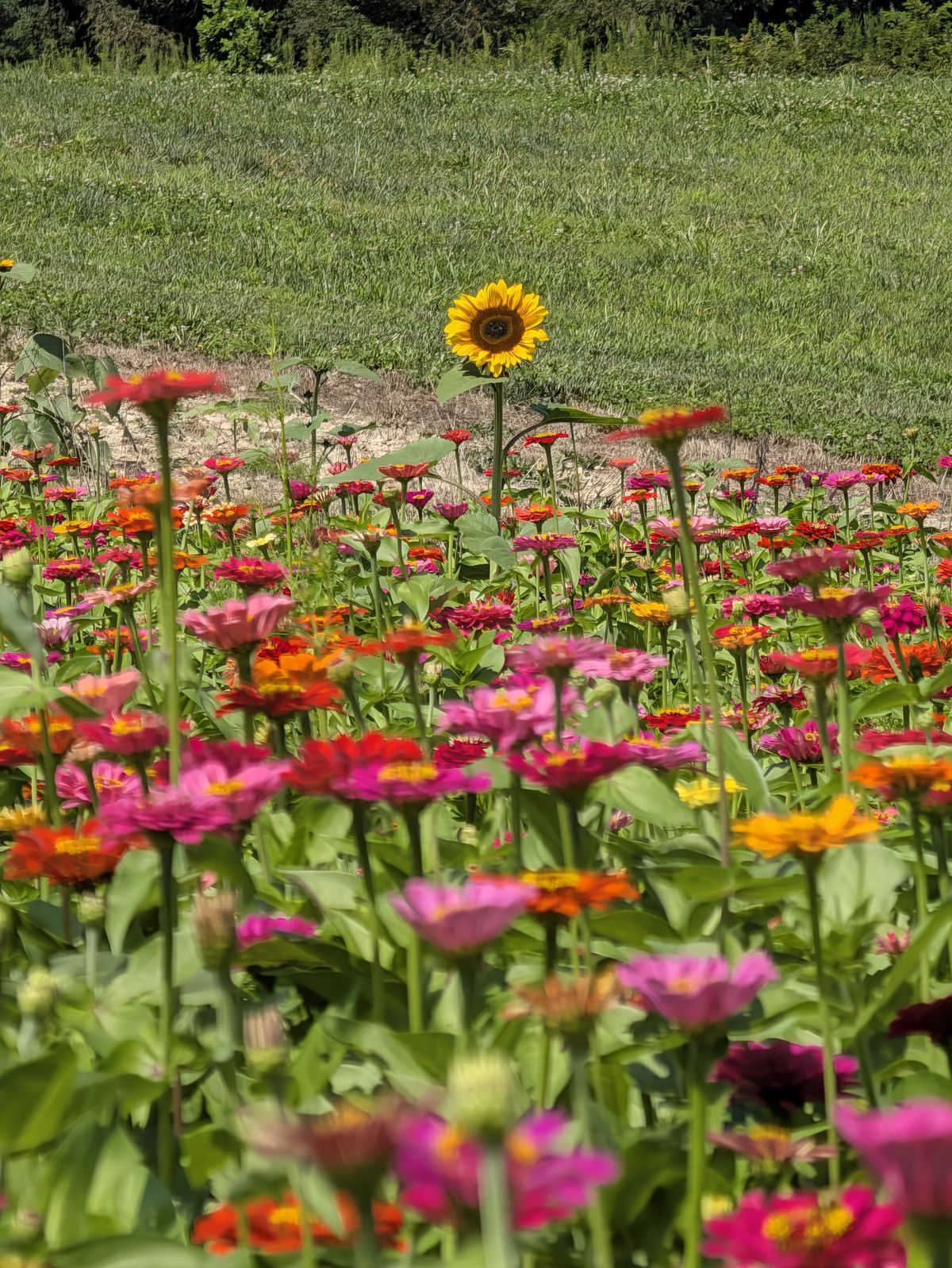 A 10x zoom photo sample of a sunflower sticking up from a bed of zinnias, taken with a Google Pixel 11 Pro