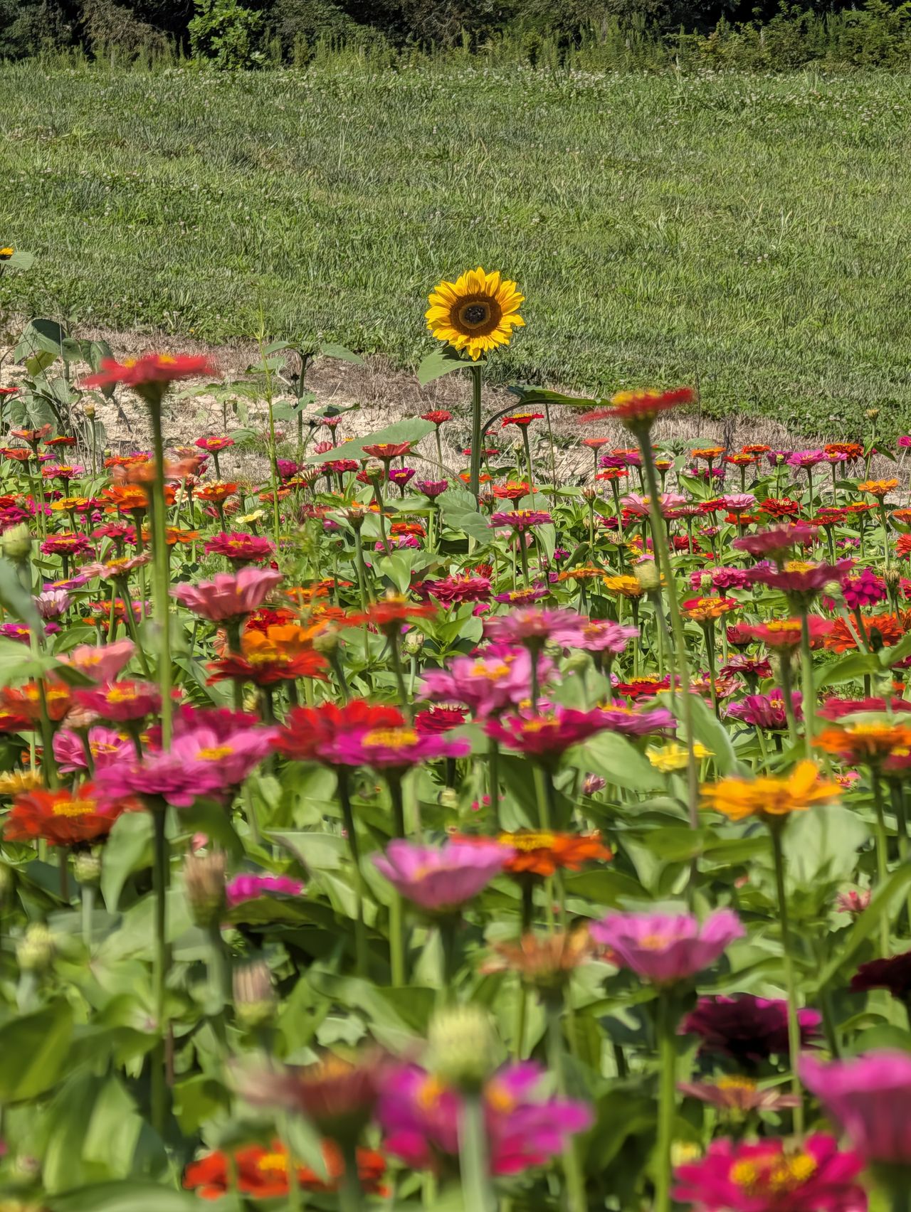 A 10x zoom photo sample of a sunflower sticking up from a bed of zinnias, taken with a Google Pixel 11 Pro
