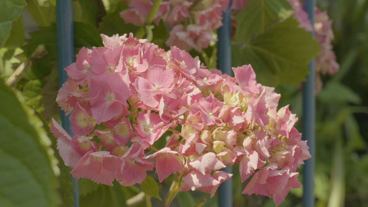 A screengrab from a video clip showing the Lumix S9's LUT profiles