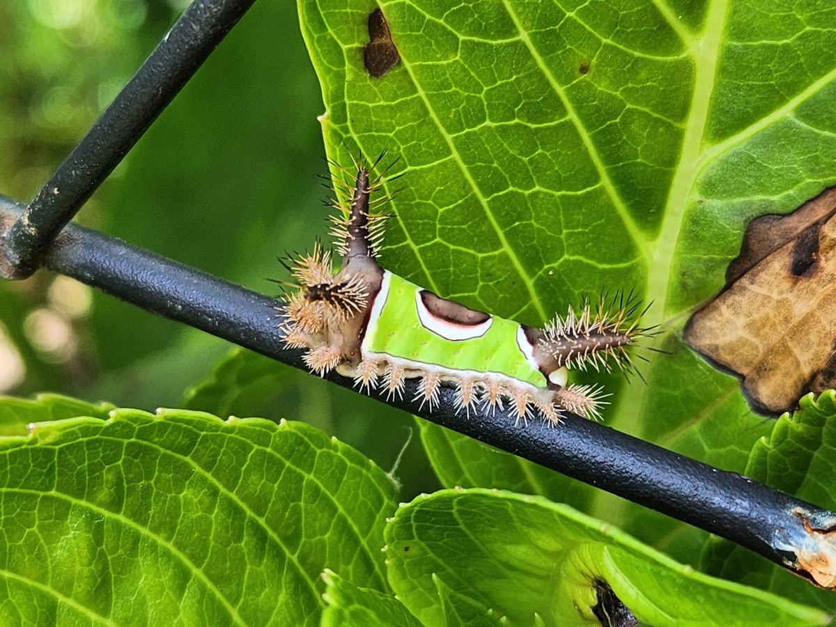 Macro samples using the 3x telephoto lens on the Samsung Galaxy Z Fold 4