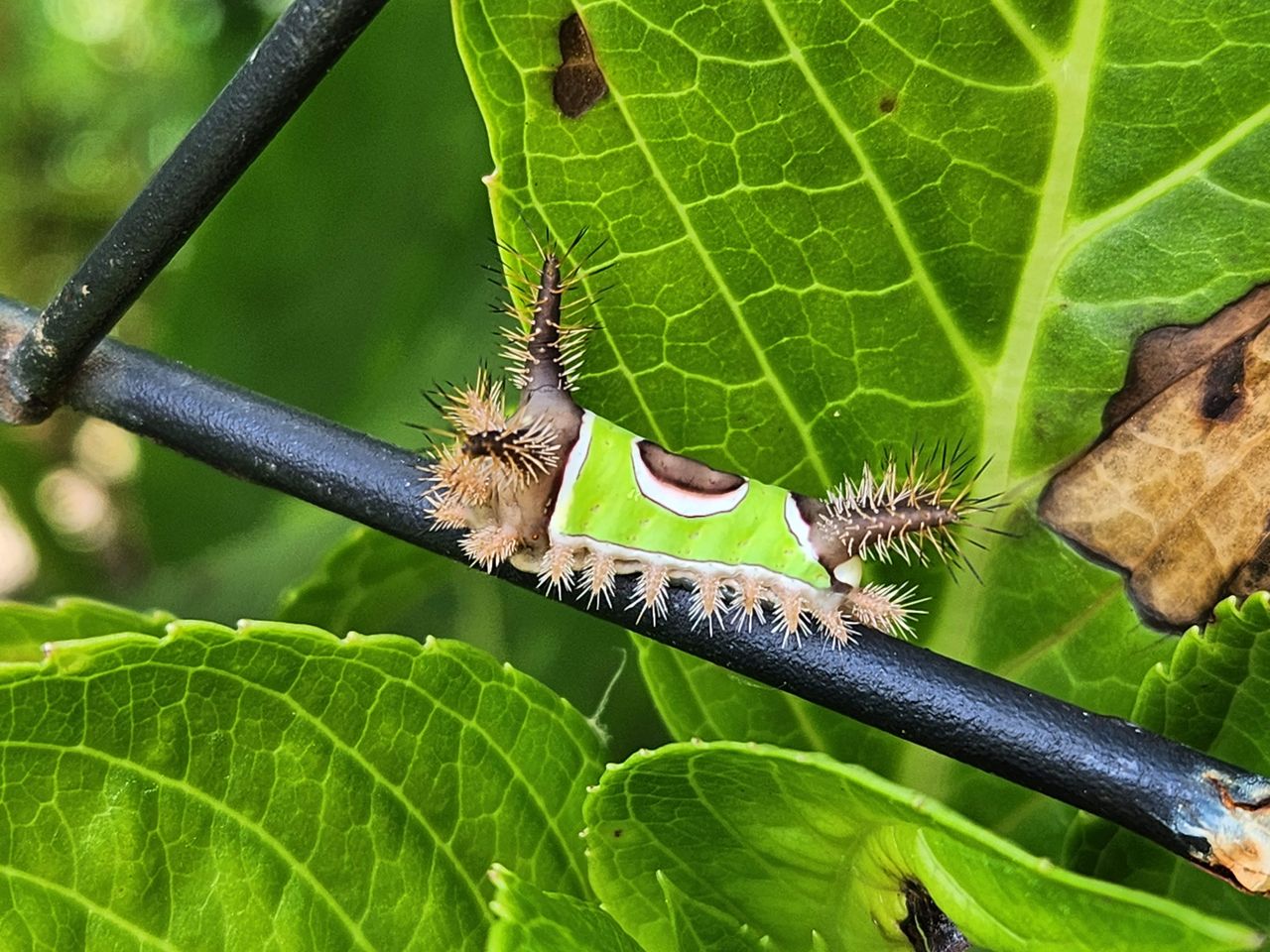 Macro samples using the 3x telephoto lens on the Samsung Galaxy Z Fold 4