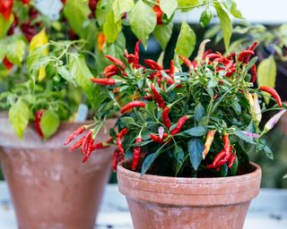 Chili peppers growing in container